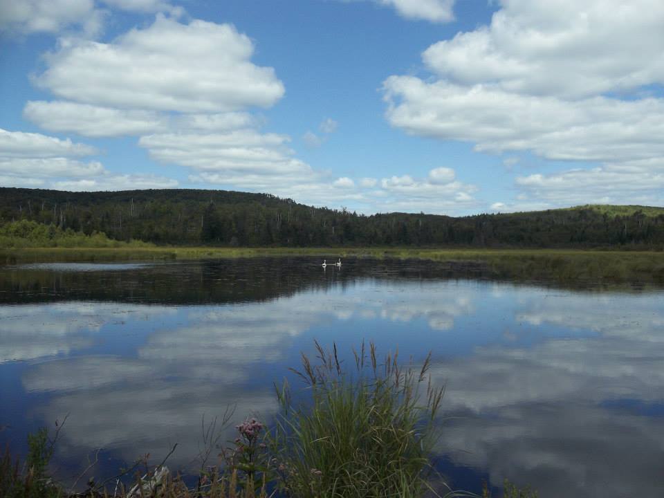 A picture of two swans swimming on a lake, with clouds reflecting in the water.