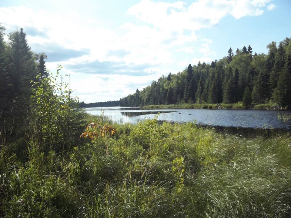 A picture of a lake with a beaver dam covered in grass in the foreground.